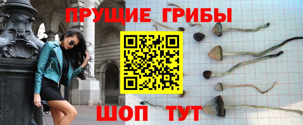 Галлюциногенные грибы Psilocybe  Вход с VPN  Тольятти  Галлюциногенные грибы прущие грибы 